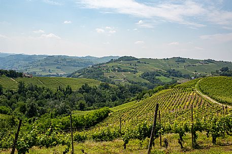 Monferrato Landscape